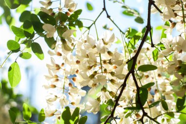 Beyaz bir akasya dalı. Yakın çekim