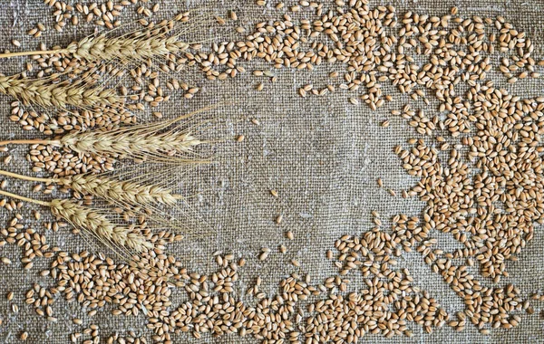 Pšeničná Zrna Uši Jsou Roztroušeny Pytloviny — Stock fotografie