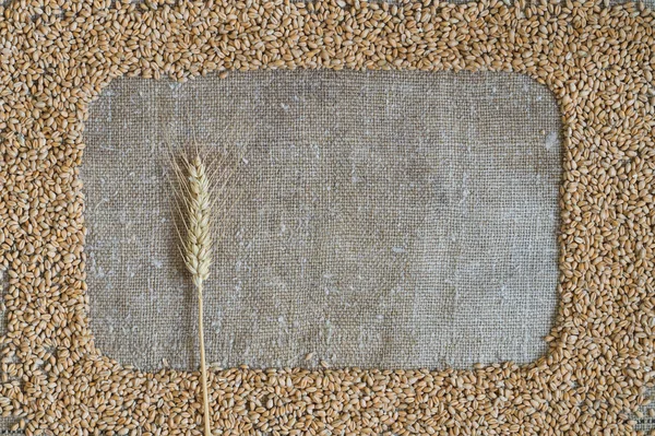 Grano Trigo Forma Del Marco Sobre Arpillera Marco Hay Una — Foto de Stock