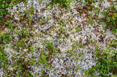 Çok renkli moss Batı Norveç dağlarında