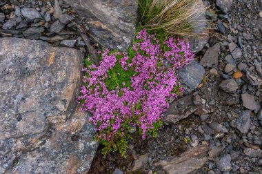 Çok renkli taşlar ve yosun Batı Norveç dağlarında