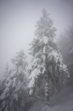 Karla kaplı çam ağaçları güçlü siste, Karpatlar, Ukrayna