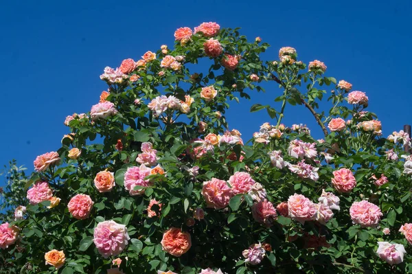 Cespuglio Una Rosa Rampicante Giardino — Foto Stock