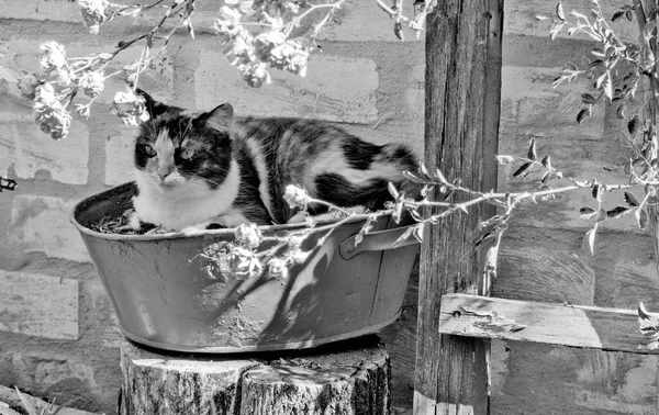 Kat Ligt Kom Onder Een Bloeiende Struik — Stockfoto