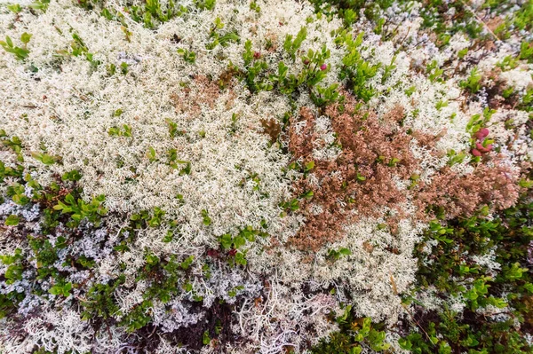 Musgo Multicolorido Nas Montanhas Noruega Ocidental — Fotografia de Stock