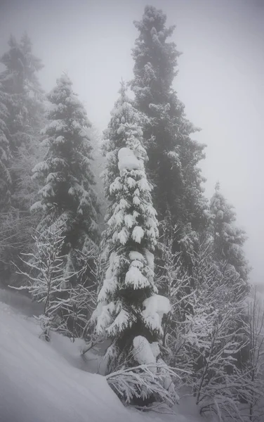 Snow-covered fir trees in strong fog, Carpathians, Ukraine