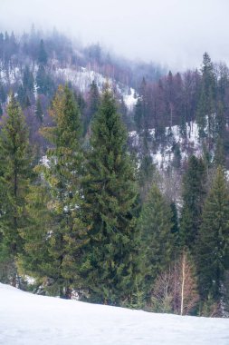 Köknar ağaçlarının kar kaplı dağlar, Karpatlar, Ukrayna