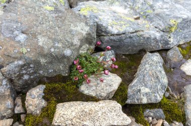 Yosun ve liken taş Jotunheimen Milli Parkı, Norveç