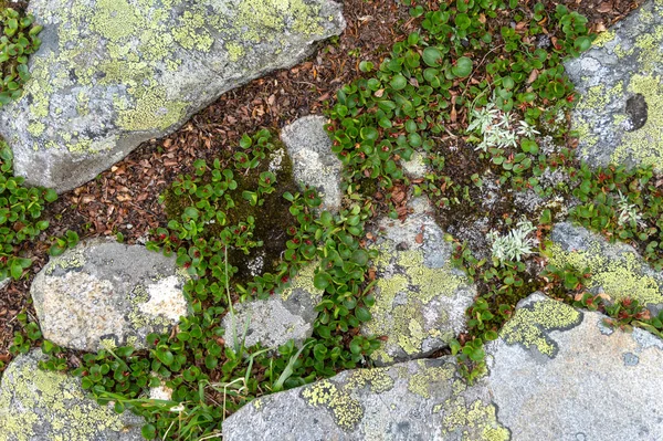 Pierres Plantes Sur Les Pentes Des Montagnes Dans Parc National — Photo