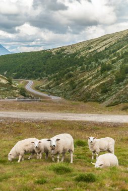 Dağlara yakın Ulusal Turizm rota Rondane, Norveç arka plan üzerine koyun