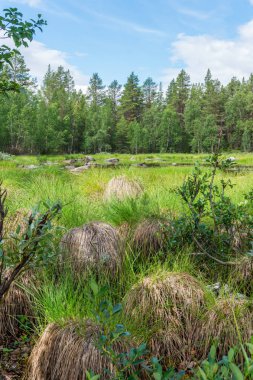Bataklık tepecik yakın göl, İsveç