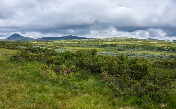 Vegetace Tundry Horách Norsku Okolí Národní Turistické Trasy Rondane — Stock fotografie