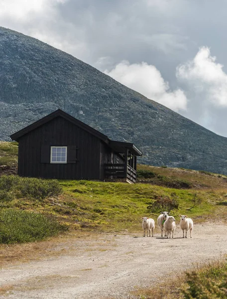 Ovce Malý Dům Horách Norsku — Stock fotografie