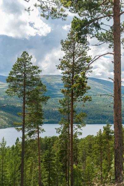 Floresta Montanhas Parque Nacional Rondane Noruega — Fotografia de Stock