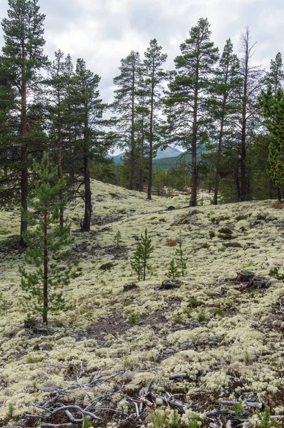 Lichen Cladonia Floresta Parque Nacional Rondane Noruega — Fotografia de Stock