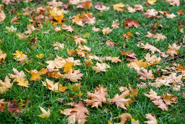 Multi-colored autumn leaves on green grass