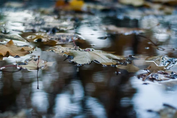 Fallen Jesieni Pozostawia Powierzchni Wody — Zdjęcie stockowe