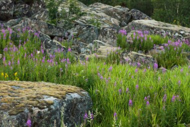 Çiçekli bitkiler ve kumlu plaj, Lofoten, Norveç yosun kaplı taşlar