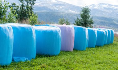 Pembe ve mavi polietilen balya alanında, Norveç biçilmis saman paketlenmiş