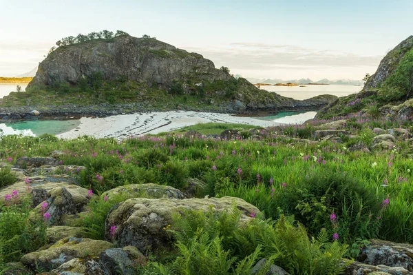 Rocky Shore Med Blommande Örter Och Sandstrand Nära Thetrollskarholmen Holme — Stockfoto