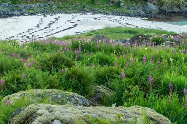 Blommande Örter Och Stenarna Täckt Med Mossa Sandstranden Lofoten Norge — Stockfoto