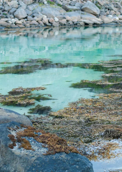 Turkuaz Suyu Yosun Taşlı Shore — Stok fotoğraf