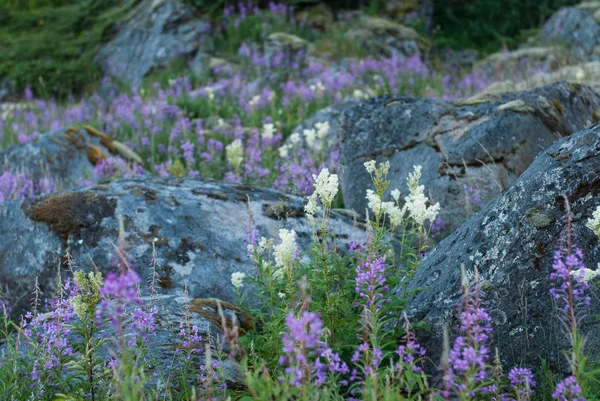 Hierbas Piedras Con Flores Cubiertas Musgo Playa Arena Lofoten Noruega — Foto de Stock