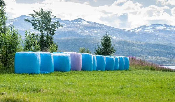 Mown Hay Packed Pink Blue Polyethylene Bales Field Norway — Stock Photo, Image