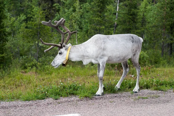 白いトナカイ放牧 スウェーデンの道の近く — ストック写真