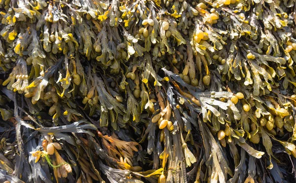 Fucus vesiculosus is a genus of brown algae found on the rocky seashores worldwide. Used in medicine and as a food supplement