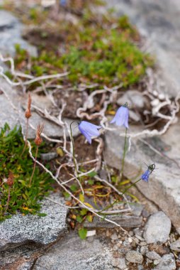Çiçekler ve tundra yaz aylarında çim