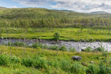 Kutup tundra karakteristik manzara. Düşük ağaçlar, çalılar, çim, northern Norway