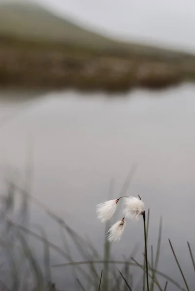 안개에서 툰드라에 Cottongrass — 스톡 사진