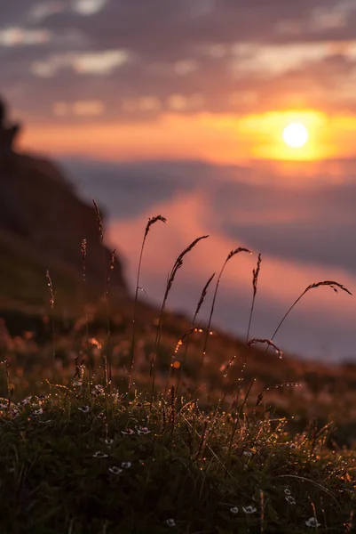 Tau Auf Dem Gras Glüht Bei Sonnenuntergang — Stockfoto