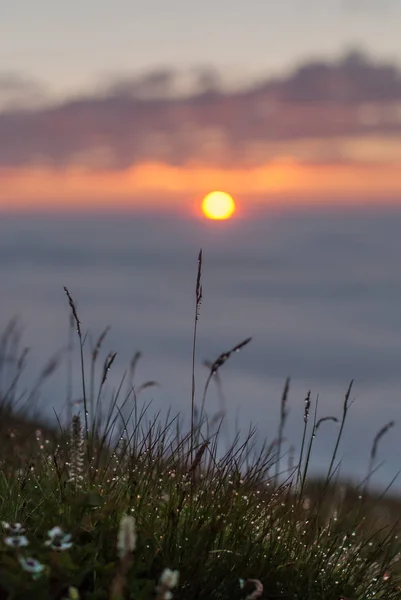 Dew Grass Glows Sunset — Stock Photo, Image