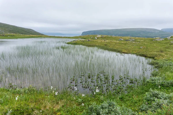 Lago Vegetação Tundra Ilha Soroya Noruega — Fotografia de Stock