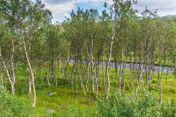 Paisagem Característica Tundra Ártica Árvores Baixas Arbustos Grama Norte Noruega — Fotografia de Stock