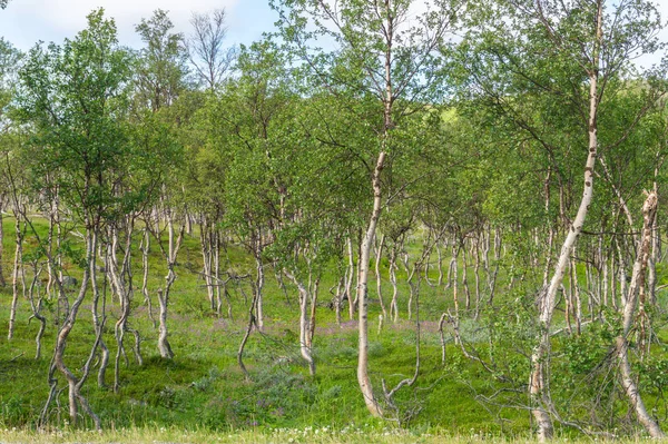 Paisagem Característica Tundra Ártica Árvores Baixas Arbustos Grama Norte Noruega — Fotografia de Stock