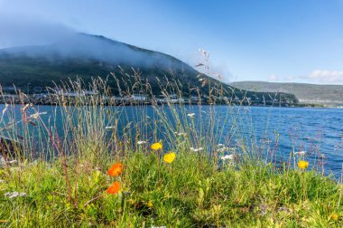 Yeşil çim ve bir dağ uzakta çerçevede bir parlak çiçek