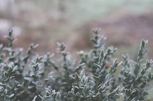 Weißer Raureif Auf Grünen Blättern Des Buxus — Stockfoto