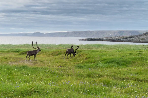 バレンツ海 ノルウェー フィンマルク県の海岸にトナカイを放牧します — ストック写真