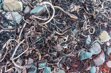 Yosun deniz kenarı Barents Denizi, Varanger Yarımadası, Finnmark, Norveç'in Kuru