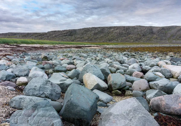 Синій Рожевий Камені Узбережжі Баренцова Моря Varanger Півострова Фіннмарк Норвегія — стокове фото