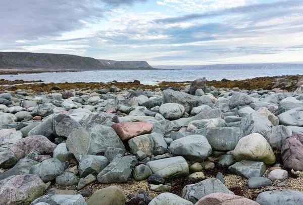 Niebieski Różowy Kamienie Wybrzeżu Morza Barentsa Finnmark Norwegia — Zdjęcie stockowe