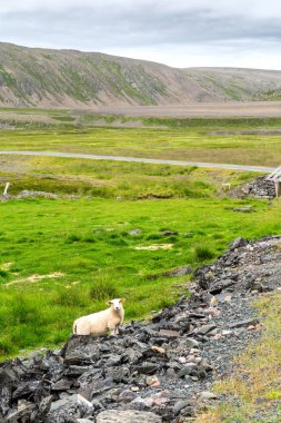 Varanger Ulusal Turist Rotası boyunca otlayan koyun, Finnmar