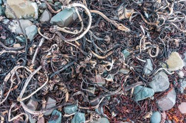 Barents Denizi kıyısında kuru yosun, Varanger Yarımadası, F