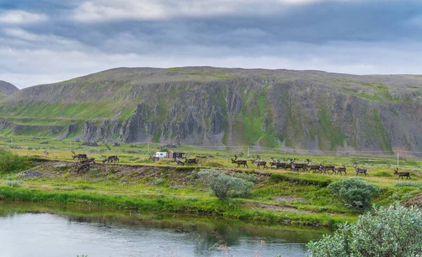 Стадо оленей на побережье Сандфьорда, полуостров Варангер, Финнмарк, Норвегия — стоковое фото