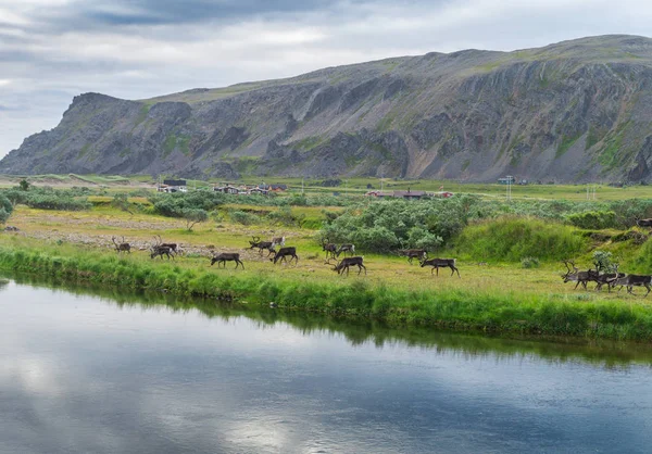 Eine Herde Rentiere an der Küste von Sandfjord, Varanger Halbinsel, Finnmark, Norwegen — Stockfoto