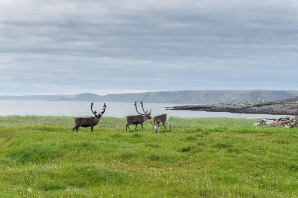 Renas pastam na costa do Mar de Barents, Península de Varanger, Finnmark, Noruega — Fotografia de Stock