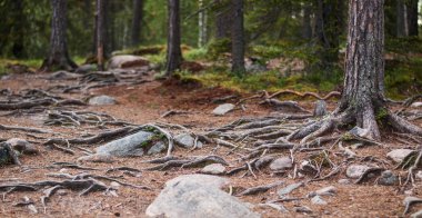 Mistik orman, kökler ve ağaç gövdeleri